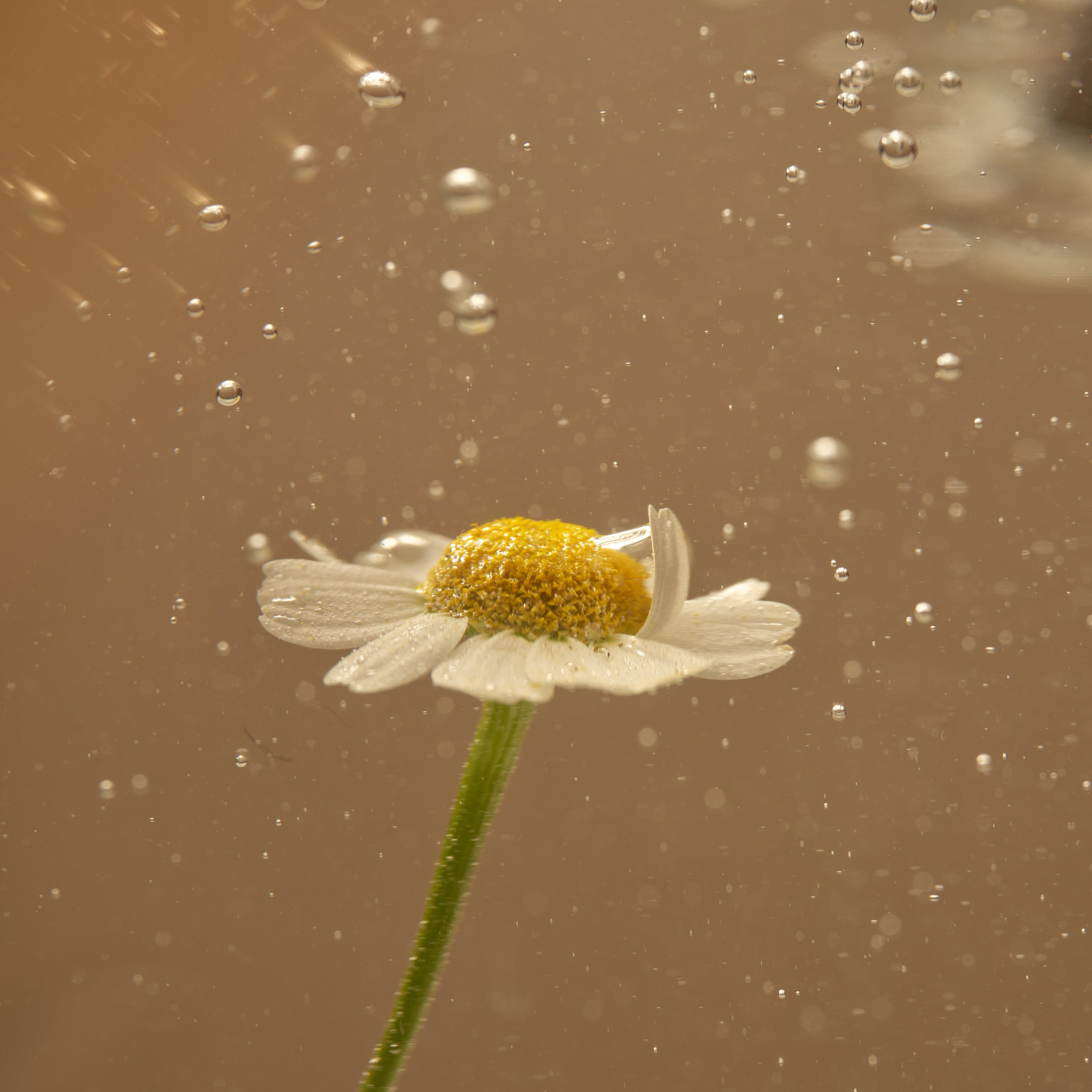 Chamomile flower used to make chamomile tea by Idyll